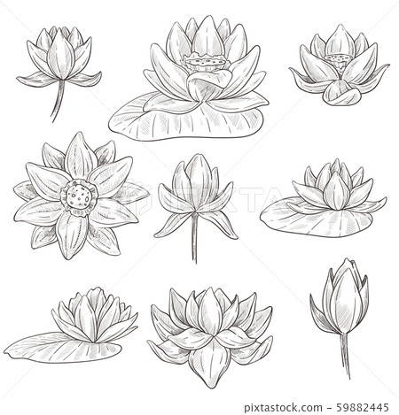 Flower of lotus isolated sketches, water plant blossom Flower of lotus isolated sketches, water plant blossom 59882445