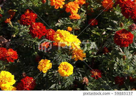Marigold Marigold 59883137