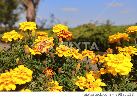 萬壽菊 萬壽菊 59883138