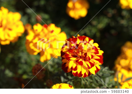 萬壽菊 萬壽菊 59883140