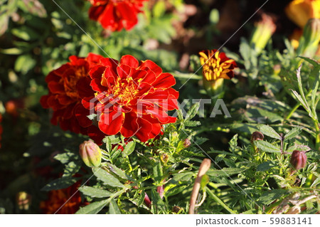 萬壽菊 萬壽菊 59883141