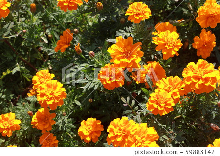 萬壽菊 萬壽菊 59883142