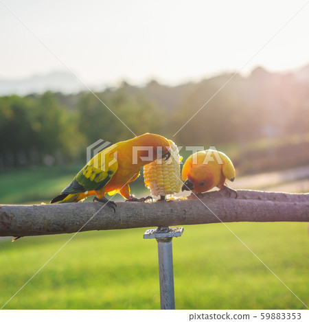 Parrot is cute exotic pet 59883353