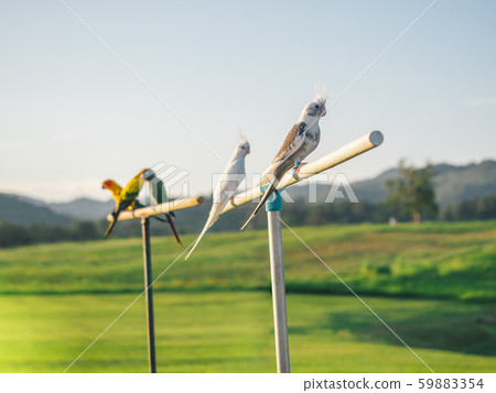 Parrot is cute exotic pet Parrot is cute exotic pet 59883354