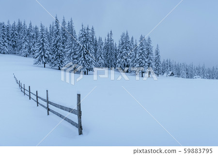 A calm winter scene. Firs covered with snow stand in a fog. Beautiful scenery on the edge of the A calm winter scene. Firs covered with snow stand in a fog. Beautiful scenery on the edge of the 59883795