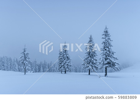A calm winter scene. Firs covered with snow stand in a fog. Beautiful scenery on the edge of the A calm winter scene. Firs covered with snow stand in a fog. Beautiful scenery on the edge of the 59883809