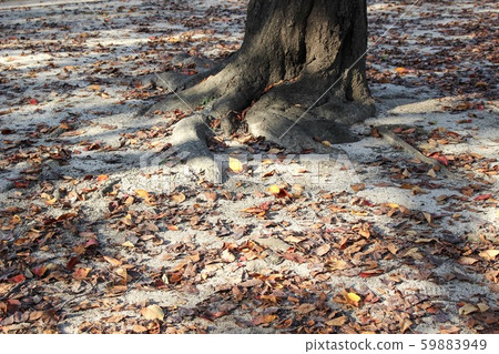 Fallen leaves  Fallen leaves  59883949