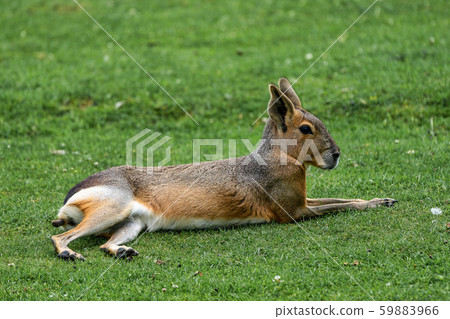 Patagonian Mara, Dolichotis patagonum are large relatives of guinea pigs 59883966