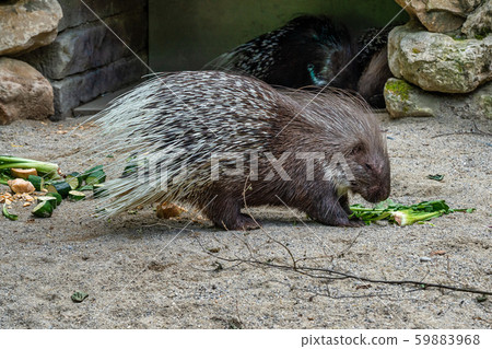 Indian crested Porcupine, Hystrix indica in a german zoo Indian crested Porcupine, Hystrix indica in a german zoo 59883968