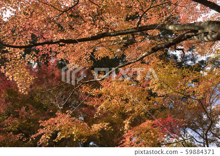 Autumn leaves of Sanzenin Autumn leaves of Sanzenin 59884371
