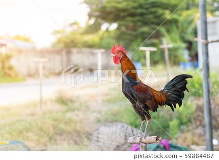 Chicken rooster, The concept of organic animal Chicken rooster, The concept of organic animal 59884487