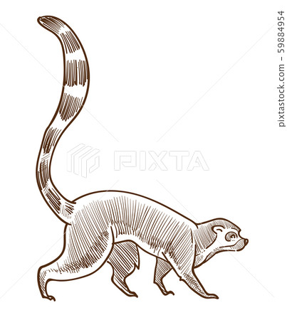Lemur isolated sketch, African Madagascar animal, wildlife 59884954