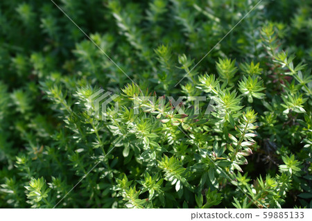 Caucasian crosswort Caucasian crosswort 59885133
