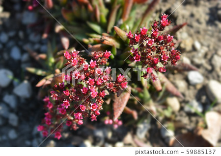 Red-flowering crassula Red-flowering crassula 59885137