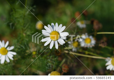 Wild chamomile 59885145