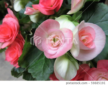 Riggers Begonia 59885191