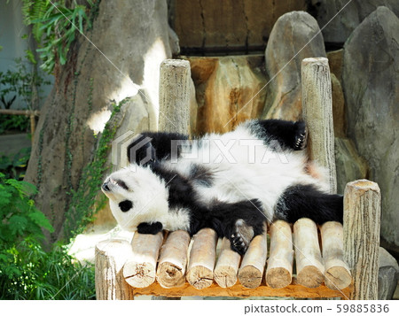Panda in the zoo Panda in the zoo 59885836