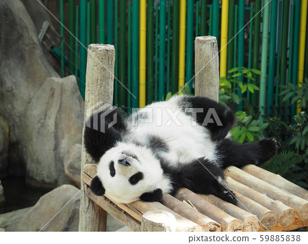 熊貓在動物園裡 59885838