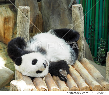 Panda in the zoo 59885856