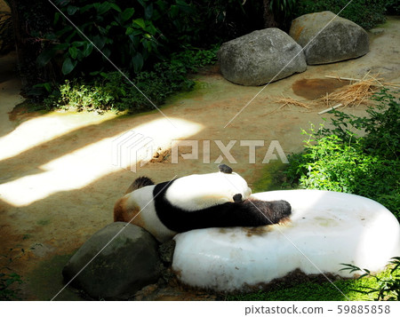 Panda in the zoo 59885858