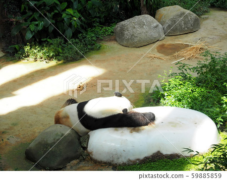 熊貓在動物園裡 59885859