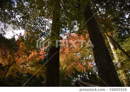 Sanzenin的Momiji 59885926