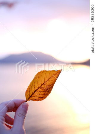 Fallen leaves  59886306