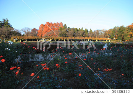 Rose garden and autumn leaves of Metasequoia Rose garden and autumn leaves of Metasequoia 59886353