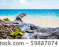 Iguana Basks On Rocks 59887074