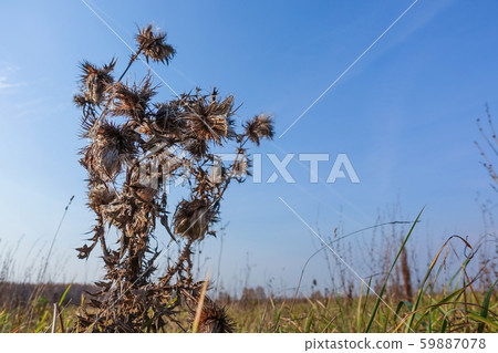 Dry prickly grass on a background of blue sky Dry prickly grass on a background of blue sky 59887078