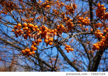 Hippophae. A branch with sea-buckthorn berries 59887104