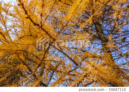 Dry coniferous branches opposite the sky. 59887110