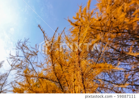 Dry coniferous branches opposite the sky. 59887111