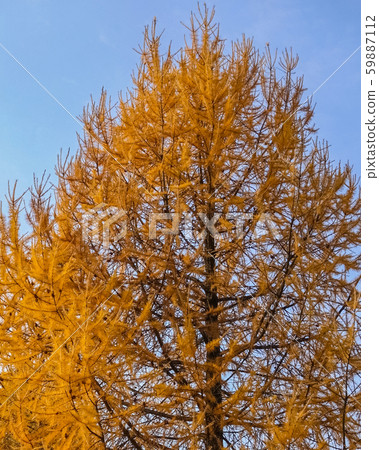 Dry coniferous branches opposite the sky. Dry coniferous branches opposite the sky. 59887112
