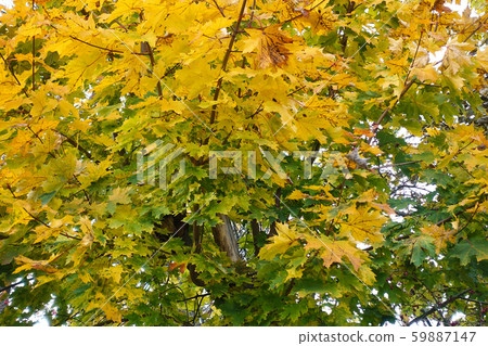 Collection of Beautiful Colorful Autumn Leaves / 59887147