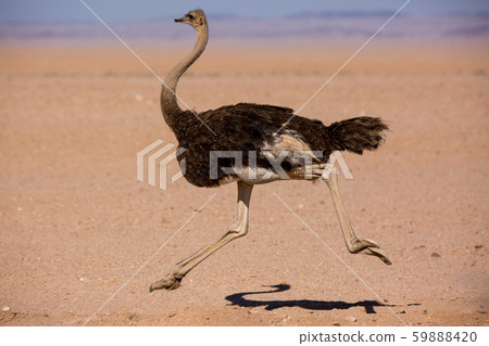 Frightened thick ostrich running with high speed along the road in Namibia desert 59888420