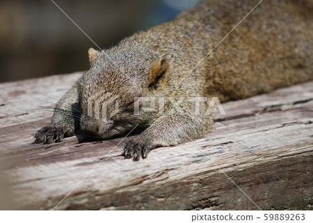 町田松鼠的台灣人 59889263