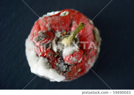 Red Bulgarian peppers covered with fungus on a Red Bulgarian peppers covered with fungus on a 59890083