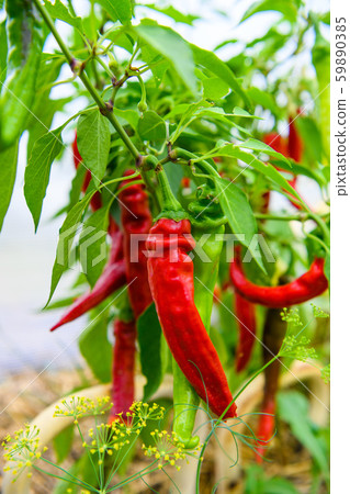 Chili peppers in the greenhouse. Homegrown organic food, chili peppers ripening in garden. Chili peppers in the greenhouse. Homegrown organic food, chili peppers ripening in garden. 59890385