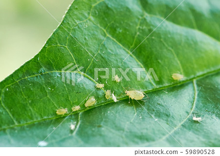 small aphid on a green leaf in the open air small aphid on a green leaf in the open air 59890528