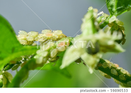 Insect pests, aphid, on the shoots and fruits of plants, Spider mite on flowers. Pepper attacked by 59890533