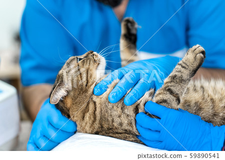 Professional doctors veterinarians perform 59890541