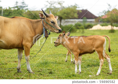 A herd of bright tropical Asian cows grazing on 59890582