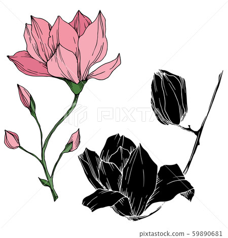 Vector Magnolia floral botanical flowers. Black and white engraved ink art. Isolated magnolia Vector Magnolia floral botanical flowers. Black and white engraved ink art. Isolated magnolia 59890681