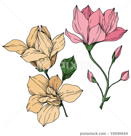 Vector Magnolia floral botanical flowers. Black and white engraved ink art. Isolated magnolia Vector Magnolia floral botanical flowers. Black and white engraved ink art. Isolated magnolia 59890684