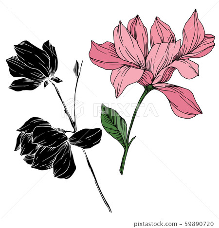 Vector Magnolia floral botanical flowers. Black and white engraved ink art. Isolated magnolia Vector Magnolia floral botanical flowers. Black and white engraved ink art. Isolated magnolia 59890720