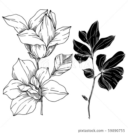 Vector Magnolia floral botanical flowers. Black and white engraved ink art. Isolated magnolia Vector Magnolia floral botanical flowers. Black and white engraved ink art. Isolated magnolia 59890755