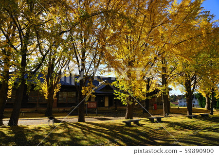 水戶11月的129年伊藤襯裡的紅葉和茨城縣立歷史博物館前水本雄館 59890900