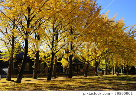 11月：茨城縣立歷史博物館的128條水戶排成一排的秋葉和前水本宏館 59890901