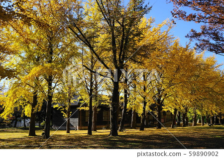 水戶11月127秋葉和茨城縣立歷史博物館前水本宏館 59890902